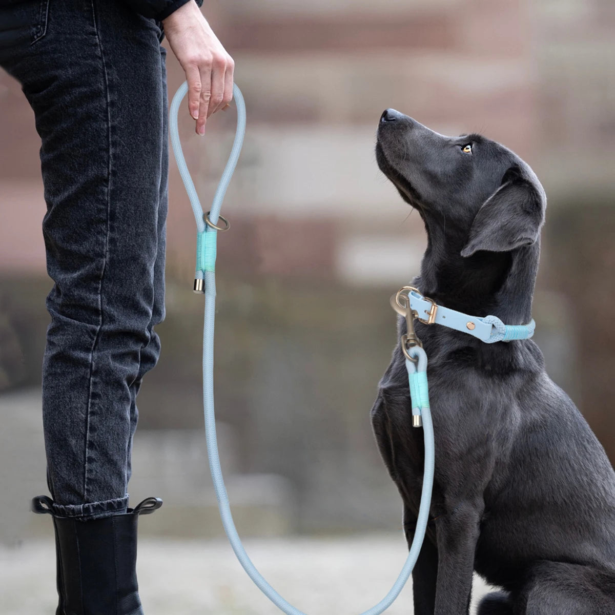 Everyday Nylon Leash