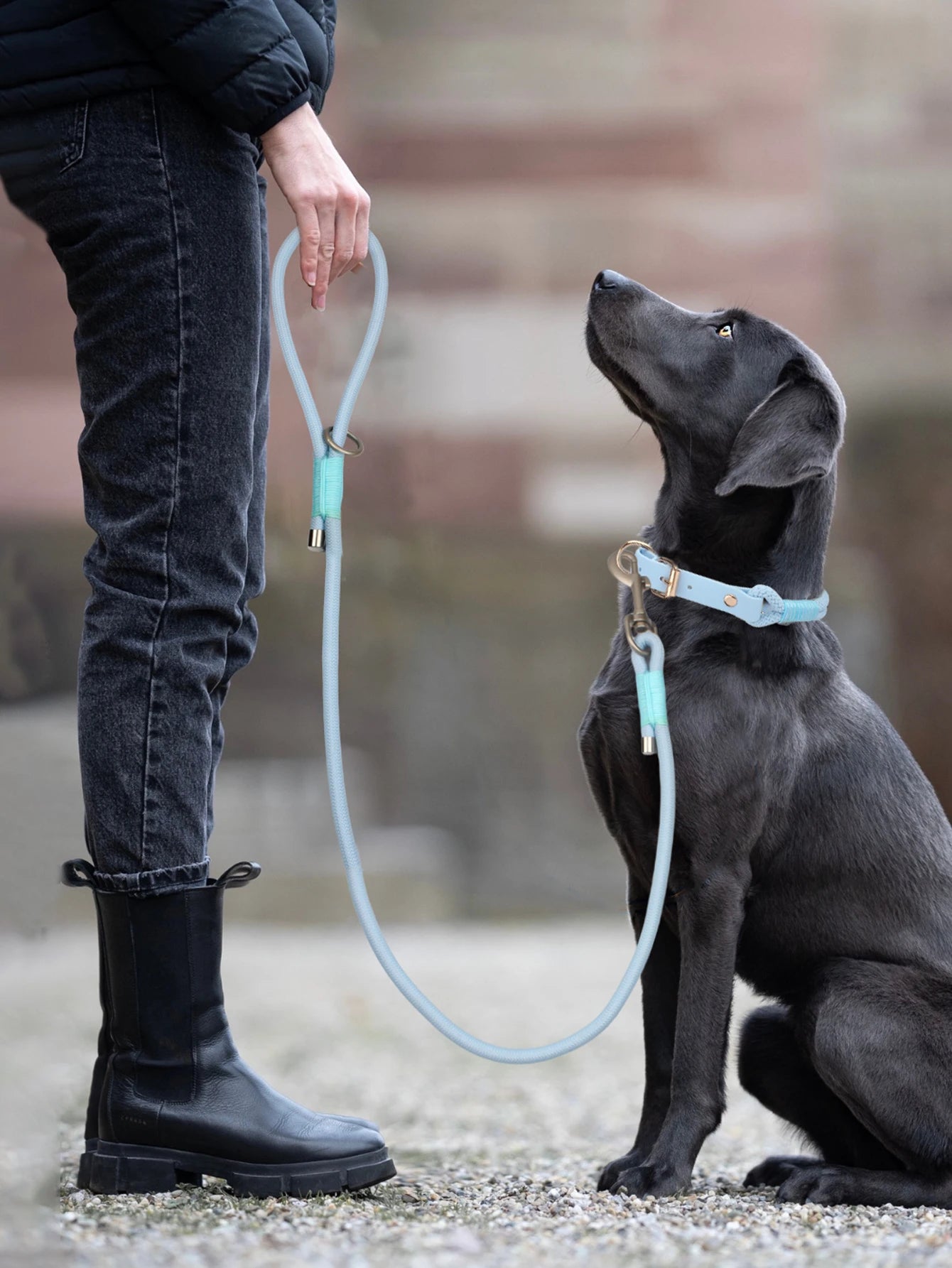 Everyday Nylon Leash